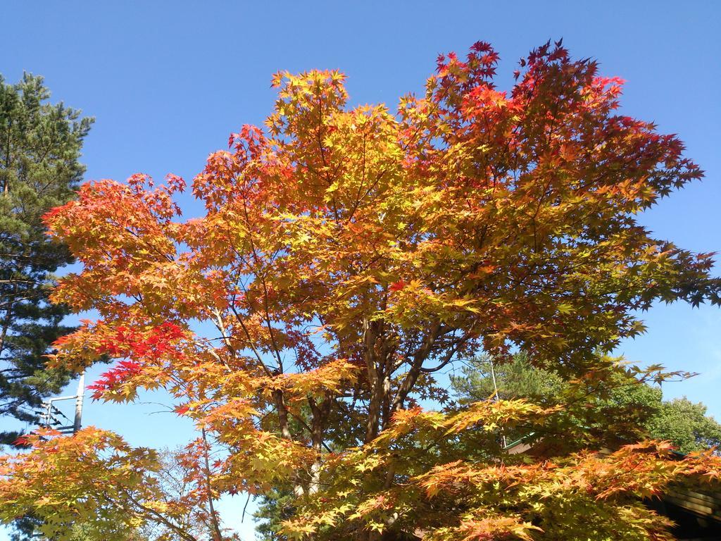 Runesu Karuizawa Kita-karuisawa Exteriör bild